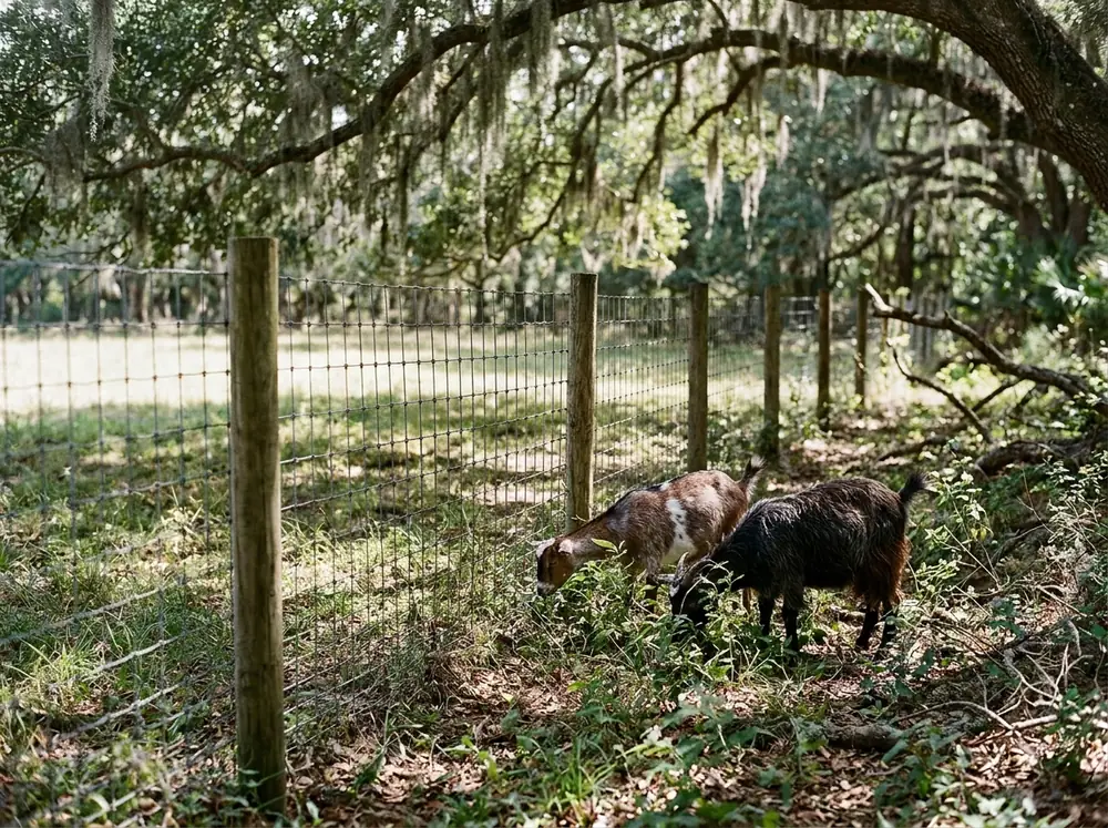 A tight-mesh goat fence with small openings at the bottom along a wooded pasture edge