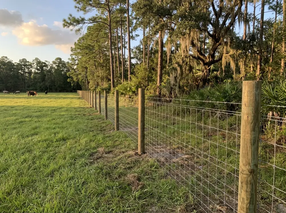 A woven wire field fence on wood posts running along a green cattle pasture edged with pines